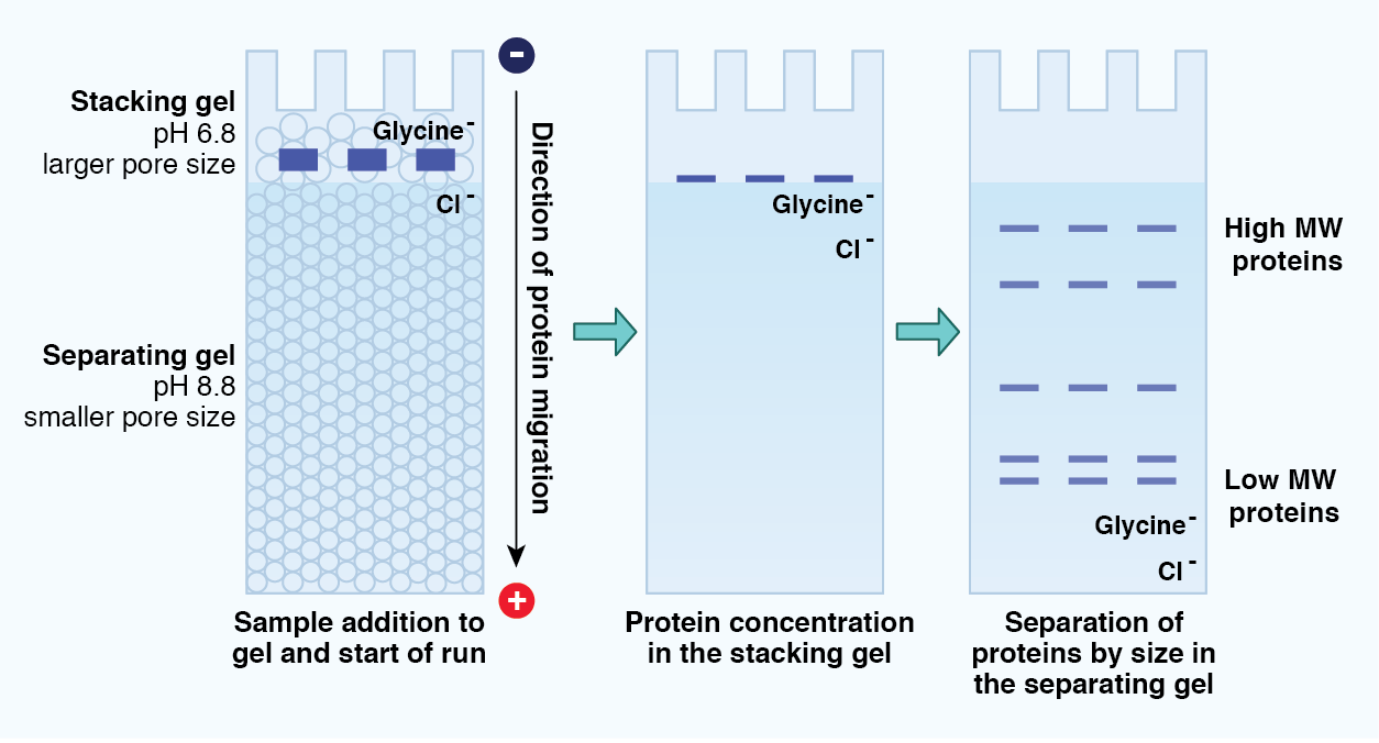 Sds Page Stacking Gel Recipe Deporecipe.co